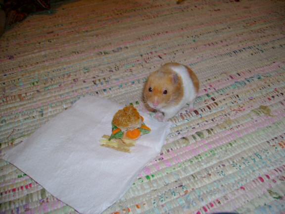 Dena's hamster Mittens enjoyin' some cookin' .