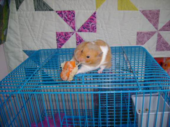 Dena's hamster Mittens enjoyin' some cookin' .