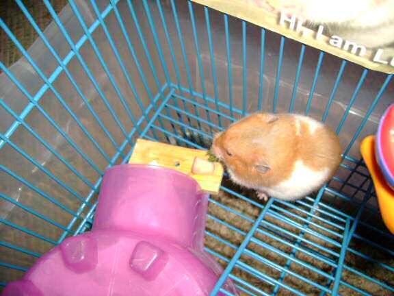 Dena's hamster Mittens enjoyin' some cookin' .