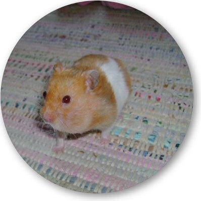 Dena's hamster Mittens enjoyin' some cookin' .