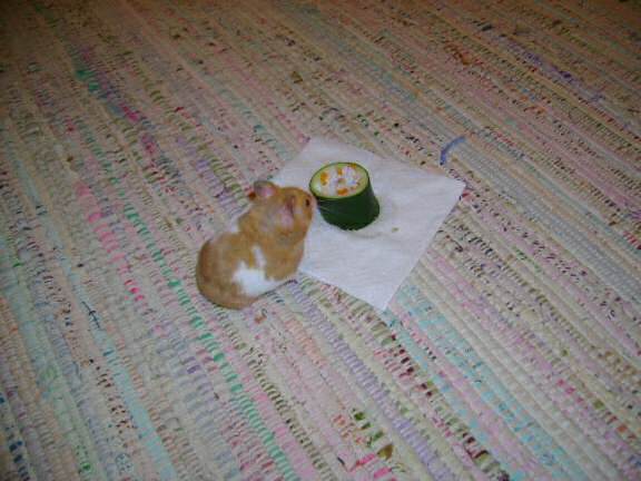 Dena's hamster Mittens enjoyin' some cookin' .