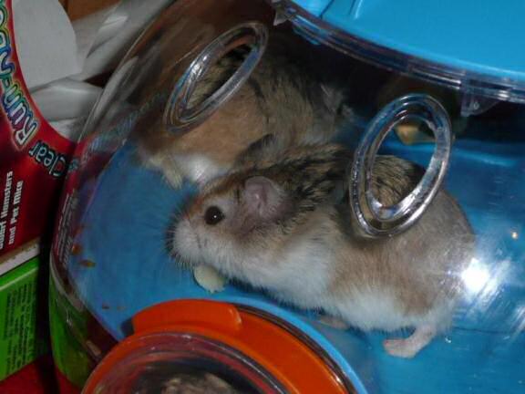 Sanja's hamsters: Jamy and Julie !!!