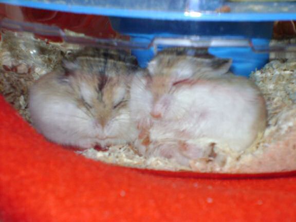 My hamster Lucy's roborovski-god-kids, Jamy and July.