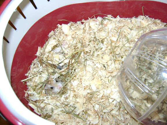 My hamster Lucy's roborovski-god-kids, Jamy and July.