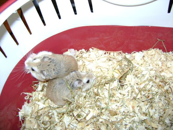 My hamster Lucy's roborovski-god-kids, Jamy and July.