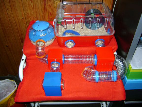 My hamster Lucy's roborovski-god-kids, Jamy and July.