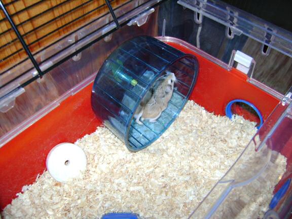 My hamster Lucy's roborovski-god-kids, Jamy and July.