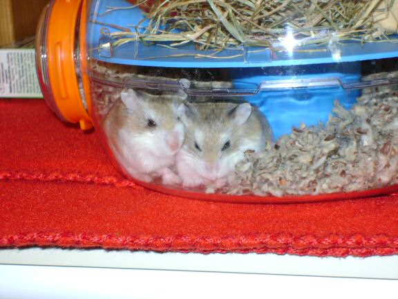 Sanja's two Roborovski Hamster Sisters, need names !