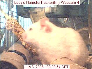 HamsterTracker(tm) Webcam shot of my hamster Lucy!
