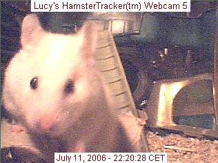 HamsterTracker(tm) Webcam shot of my hamster Lucy!