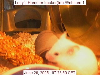 Webcam shot of my hamster Lucy.