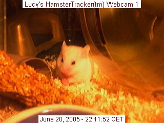 Webcam shot of my hamster Lucy.