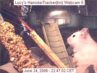 HamsterTracker(tm) Webcam shot of my hamster Lucy!