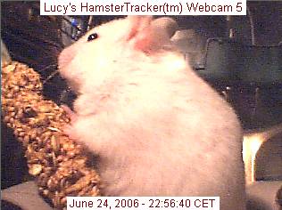 HamsterTracker(tm) Webcam shot of my hamster Lucy!